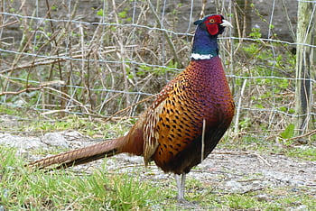 pheasant, bird, plumage, forest Edge, colorful, nature, tail, alertness, carefully, wood Side