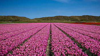 purple flower field, blue sky, pink tulip field, vibrant flowers, expansive field, clear sky, Netherlands, tulip garden, floral landscape, spring flowers, natural beauty