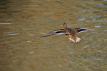 wild Duck, bird, fauna, nature, water Bird, duck, lake, flying, animal, wildlife