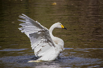 swan, white Swan, lake, bird, animal, waterfowl, water, feathers, fauna, ornithology, avian