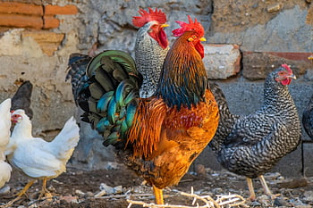 rooster, chicken, hen, chicken Coop, feathers, plumage, colorful, poultry, farm