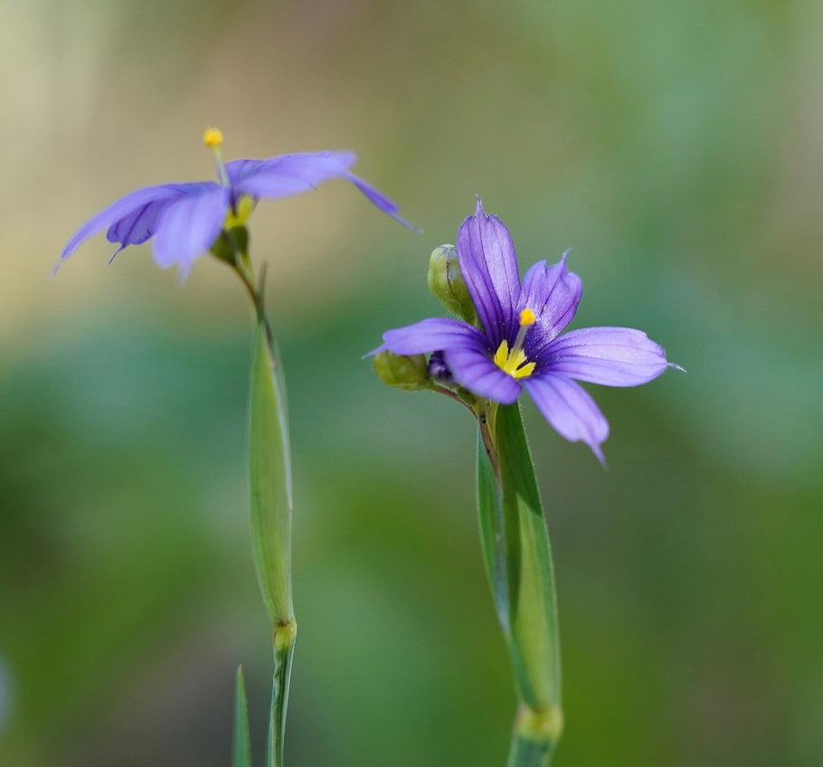 western, blue-eyed, grass, wildflowers, flowers, purple, bloom, plant, spring, blossom, flora