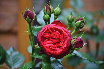 rose, flower, flower Background, rose Buds, rose Bloom, beautiful Flowers, petals, flower Wallpaper, red Petals, red Rose, blossom