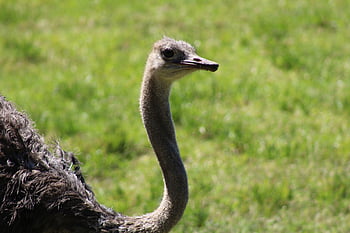 pštros, obyčejný pštros, pták, zvíře, Velký nelétavý pták, Příroda, struthio camelus, ptačí, volně žijících živočichů, divoké zvíře