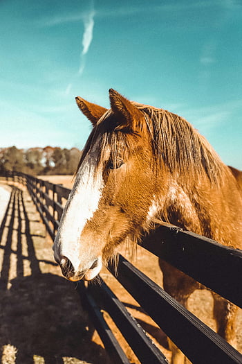 kaštanový kůň, dřevěný plot, slunečný den, hospodařit, stojící kůň, Kaštan, hospodářských zvířat, venkovní, venkovské scény, fotografování zvířat, koňský