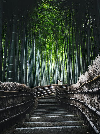arashiyama bambusový háj, bambusové stromy, klidná krása, Ikonická cesta, Tyčící se bambus, Schody obklopené, přírodní krajina, prostředí, japonská příroda, venkovní průzkum, lesní chodník