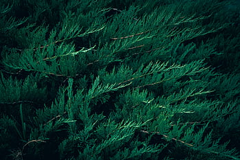 dark green juniper, juniper bush branches, vibrant green juniper, detailed foliage, elegant background, close-up juniper, juniper texture, juniper pattern, green juniper branches, juniper branches texture, juniper foliage