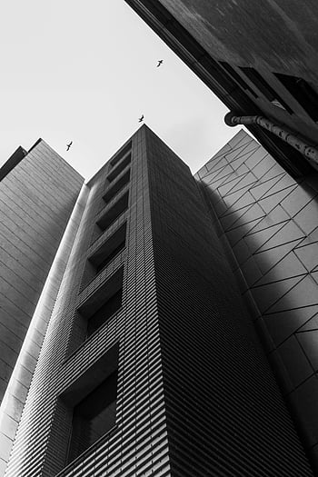 nízký úhel záběru, budov, Černý a bílý, Moderní výšková, ptáci na obloze, městskou architekturu, panoráma města, černobílé fotografování, architektonická fotografie, mrakodrapy, městské prostředí