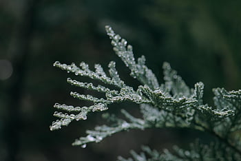 conifera, ramo, rugiada, bagnato, goccia di rugiada, goccia di pioggia, goccia d'acqua, dolore, albero, pianta, natura
