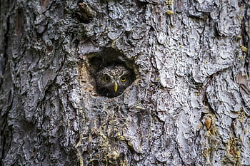 glaucidium passerinum, ευρασιατική πυγμαχία κουκουβάγια, κουκουβάγια, χαριτωμένος, δαγκάνα, αρπακτικό πουλί, κλαδί, ευρασιατική εθνικότητα, πορτρέτο, δέντρο, πουλί