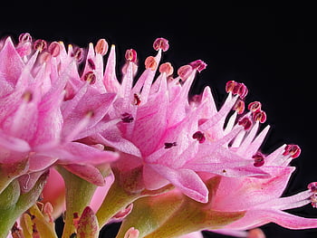 stonecrop, blossom, bloom, pollen, pistils, rubber Stamp, stamens