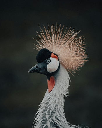 šedá korunován jeřáb, balearica regulorum, majestátní peří, zářivé barvy, útočiště, Ohromující portrét, koruna na hlavě, koukal, Šedý jeřáb, fotografování ptáků, přírodní rezervace