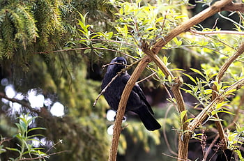 crow, jackdaw, perched, branch, bird, corvidae, animal, wildlife, feathers, plumage, nature