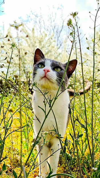Here are the most relevant photo keywords for SEO based on the provided caption and description:

1. cat exploring  
2. sunny spring meadow  
3. adorable cat  
4. vibrant meadow  
5. springtime scenery  
6. wildflowers  
7. outdoor cat  
8. natural setting  
9. sunlit meadow  
10. pet in nature  
11. green grass
