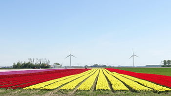 tulip, bidang tulip, merah, kuning, penuh warna, Belanda, bohlam, alam, polder, berkembang