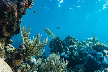 Pesce giallo e argento, barriere coralline, Vista subacquea, Coral Reef colorate, vita marina, Honduras, scenario dell'oceano, pesce tropicale, ecosistema marino, fotografia subacquea, biodiversità corallina