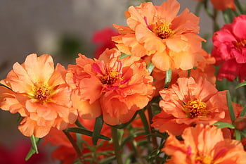Moss-rose Purslane, květiny, květinové tapety, květinové pozadí, oranžové květy, portulaca grandiflora, květ, kvetoucí rostlina, krásné květiny, okrasné rostliny, rostlina
