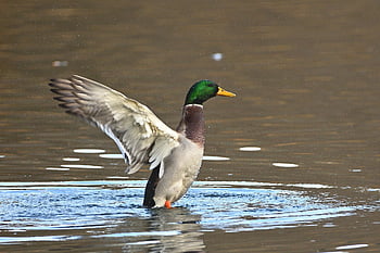 mallard, nature, duck, drake, water Bird, animal, plumage, lake