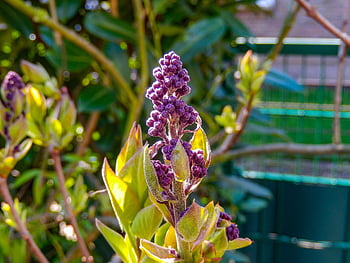 butterfly Lilac, buddleja Davidii, butterfly Bush, close Up, pink, nature, blossom, bloom