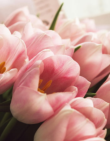 růžové tulipány, detailní fotografie, jemné lístky, měkké osvětlení, Tulipány v květu, květinové fotografie, růžové květy, Detailní květiny, jarní květiny, měkké zaostření