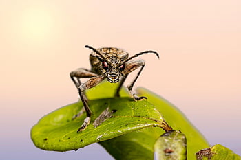 beetle, insect, black-spotted Longhorn Beetle, rhagium Mordax, macro, weevil, springtime, animal, wildlife, entomologist, biology