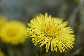 květiny, krásné květiny, rostlin, tussilago, jaro, podběl, květ, asteraceae, kompozitů, květinové tapety, květinové pozadí