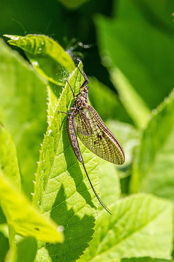 メイフライ、 昆虫、 葉、 翼、 工場、 自然、 マクロ、 飛ぶ、 孤立した、 閉じる、 フラワーズ