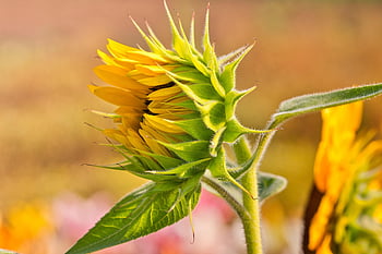 sunflower, flower, plant, yellow Flower, petals, bloom, blossom, nature, hd Wallpaper, closeup, wallpaper