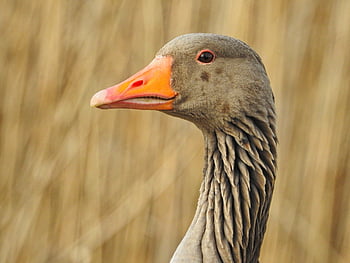 Graugans, wilde Gans, Gans, Wasservogel, Geflügel, Natur, Wildvogel, Zugvogel, Gefieder, Gänsevogel