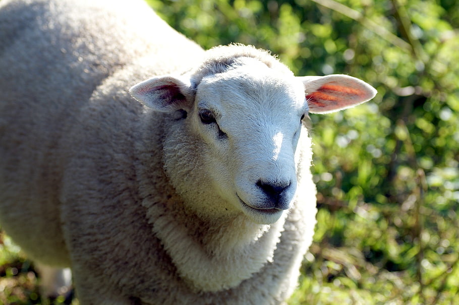 sheep, lamb, livestock, farm, head, wool, agriculture, animal, nature