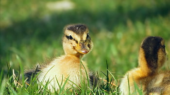 pájaro, ornitología, naturaleza, anadón, Pato, especies, fauna, aviar, animal, pico, aves acuáticas