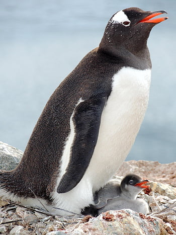 gentoo Penguin, penguin, bird, animal, baby Penguin, chick, wildlife, fauna, nature, antarctic
