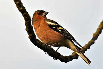 fringilla coelebs, pěnkava, pěvec, zahrada, Příroda, zvíře, volně žijících živočichů, pozorování ptáků, sedící, jaro, fauna