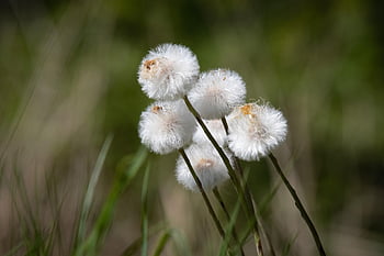 eriophorum Scheuchzeri, scheuchzer's Cottongrass, white Cottongrass, flora, nature, floral Wallpaper, wildflowers, fluffy Plant