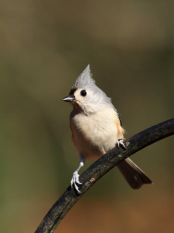 všívaný titmouse, pěvec, pták, volně žijících živočichů, Příroda, ptačí, dvorku, venku, peří, ornitologie, zvíře
