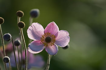 květ, pupeny, zahrada, Příroda, kolo, flóra, rostlina, jaro, okvětní lístky, bokeh, kvetoucí