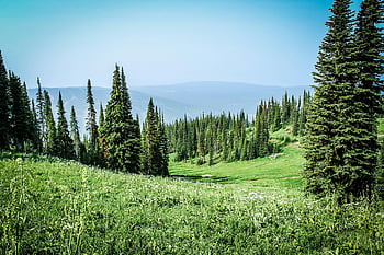 Green Grass Field, vibrant alpine meadow, pine trees, clear blue sky, perfect summer scenery, mountain landscape, natural beauty, outdoor scenery, greenery, nature photography, summer meadow