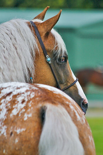 appaloosa, kůň, zvíře, koňský, hřebec, palomino, arabský kůň, jezdecký, Příroda, savec, arabský