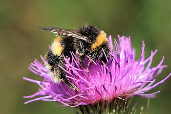 bumblebee On Top, flowers, pollination, insect, nature, garden, pollen, bumble, bee, fauna, flora