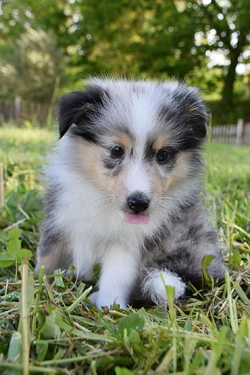 shetland sheepdog, σκύλος, κουτάβι, κατοικίδιο ζώο, μπλε merle, των ζώων, νεαρό σκυλί, κατοικίδιο σκύλο, θηλαστικά, χαριτωμένος, προ