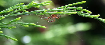 pavouk, pavoukovec, pavoučí síť, pavučina, web, koule, tkadlec, hmyz, Chyba, arachnofobie, Příroda