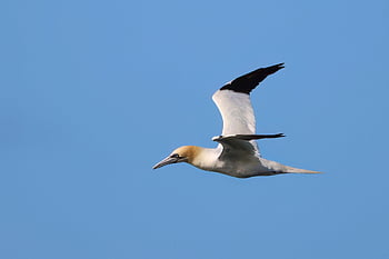 gannet, bird, seabird, flying Bird, waterbird, wildlife, nature, scotland, orkney, juvenile, flying