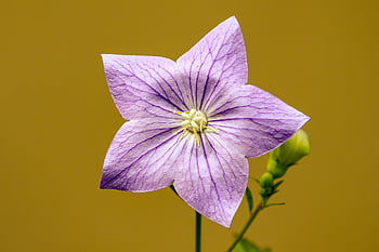 bellflower, flower, flower Wallpaper, beautiful Flowers, balloon Flower, plant, garden, arboretum, flower Garden, flower Background, wildflower