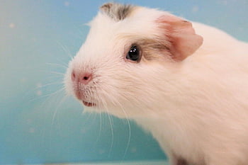 guinea Pig, cute, rodent, domestic Animal, small, animal, smooth Hair, small Animal, cub, fur, nature
