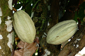 martinique, caribbean, island, nature, france, overseas, cocoa, fruit, plant, cocoa Fruit, exotic