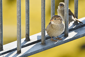uccello, passero, Vero passero, natura, piume, ramo, seduta, birdwatching, avvicinamento, animale