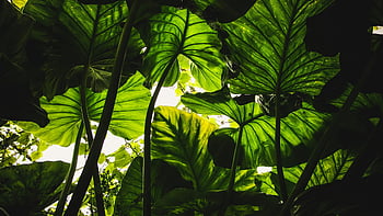 plante cu frunze verzi, frunze vibrante de taro verzi, Lumina soarelui, Efect natural al baldachinului, edinburgh, frunze verzi, Plante cu frunze, lumina soarelui prin frunze, Verderie luxuriantă, Plant Canopy, frunze de taro