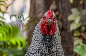 Hähnchen, Hahn, Geflügel, Natur, Vogel, Vogelkunde, Bauernhof, Bauernhoftier, ländlich, inländisch, Feder