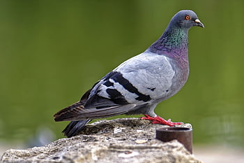 pták, holub, téměř, peří, Příroda, odstíny, barvy, šedá, Černá, modrý, zelená