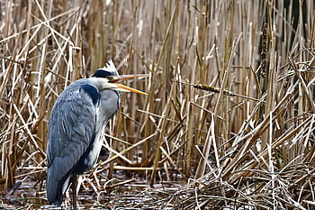 heron, grey Heron, bird, water Bird, wildlife, pond, nature, animal